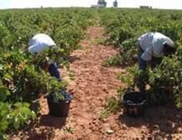 Jóvenes del centro ‘La Cañada’, en Fernán Caballero (Ciudad Real), se integran sociolaboralmente colaborando en la campaña de la vendimia