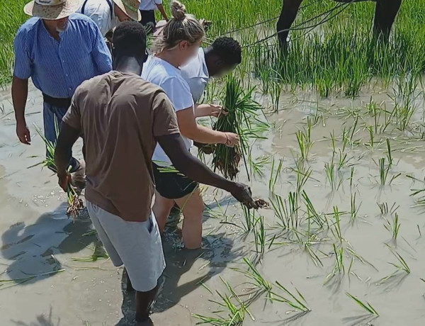 Personas usuarias del SPAAI 'La Foradada' asisten a la Fiesta de la Plantada del Arroz en el Delta del Ebro
