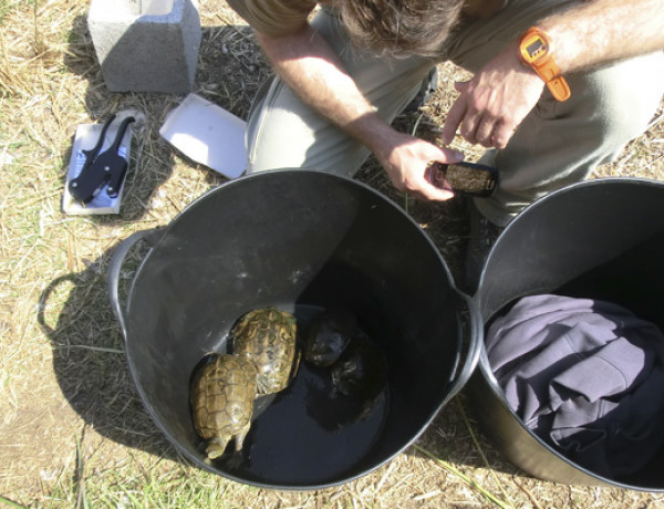 Actividad de voluntariado medioambiental con tortugas. Menores del centro 'Pi i Margall' de Burjassot. Fundación Diagrama.