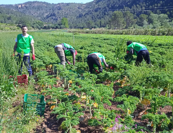 Un educador y tres jóvenes participan en la recolecta