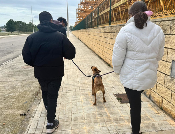 Los jóvenes sacan a pasear a uno de los perros