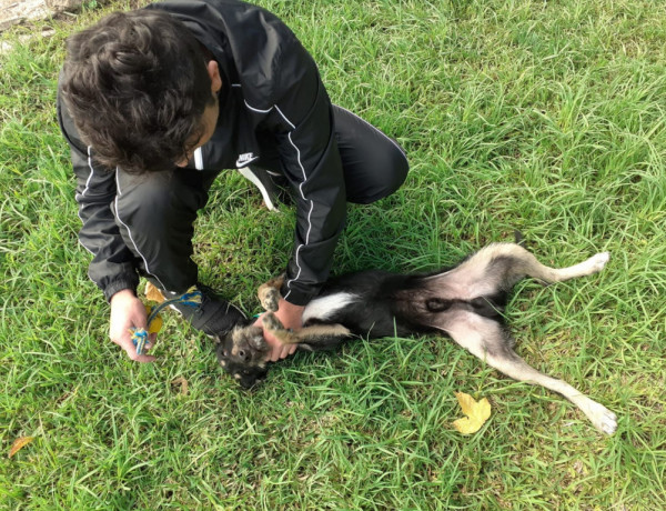 Un menor realiza un ejercicio de adiestramiento con un perro