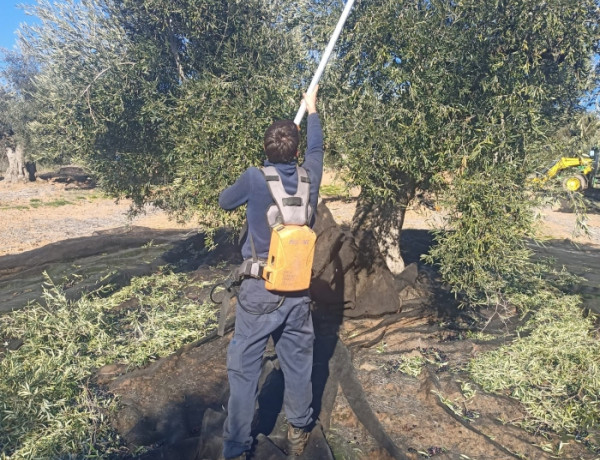 Una persona con equipo de trabajo, poda un olivo desde el suelo