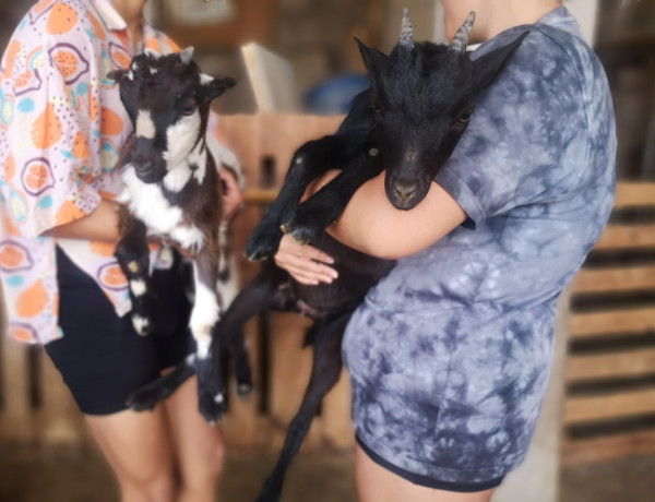 Dos jóvenes cuidan de dos cabras