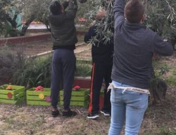 Los menores atendidos en ‘Anassim’ de Llanera de Ranes (Valencia) realizan un año más la tradicional recogida de aceitunas del centro. Fundación Diagrama. Comunidad Valenciana 2019.