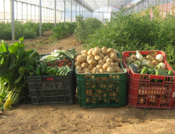 Los jóvenes atendidos en el centro ‘La Cañada’ de Fernán Caballero (Ciudad Real) finalizan con éxito un curso de producción hortícola. Fundación Diagrama. Castilla-La Mancha 2020. 