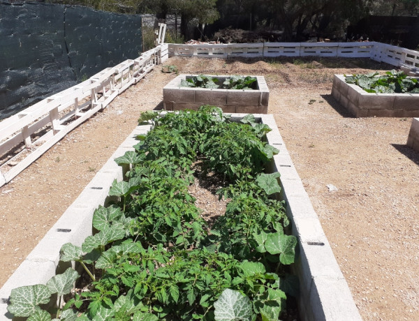 Los jóvenes atendidos en el Servicio de Primera Acogida ‘Baix Ebre’ de Tarragona participan en el cultivo de verduras en las instalaciones del recurso. Fundación Diagrama. Cataluña 2020. 