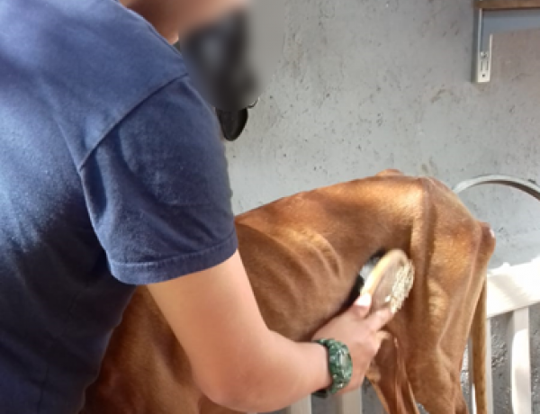 Los jóvenes del programa Punto de Partida de Las Palmas visitan el albergue de la Asociación en Defensa de los Animales de Gran Canaria 