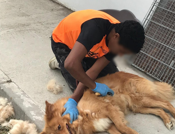 Los menores atendidos en el centro ‘San Miguel’ de Granada colaboran con la Sociedad Protectora de Animales y Plantas de la provincia. Fundación Diagrama. Andalucía 2019. 