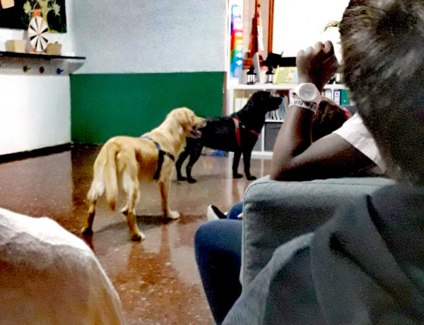Los menores del centro de acogimiento ‘Valsequillo’ participan en una actividad con la Asociación Canaria de Intervenciones Asistidas con Perros TerapiCan. Fundación Diagrama 2019. 