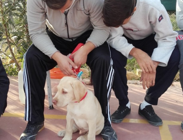 Menores del centro 'Els Reiets' en la exhibición de la Escuela de Adiestramiento Canino Solcan