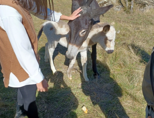 Las personas mayores atendidas en la residencia ‘El Berrueco’ de Madrid visitan la Asociación para la Conservación del Burro en la Sierra Norte