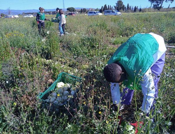 Un joven participa en la recogida de lechugas