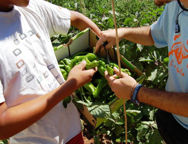 Los menores del Centro Socioeducativo Juvenil de Cantabria cultivan productos de agricultura ecológica en el huerto del centro