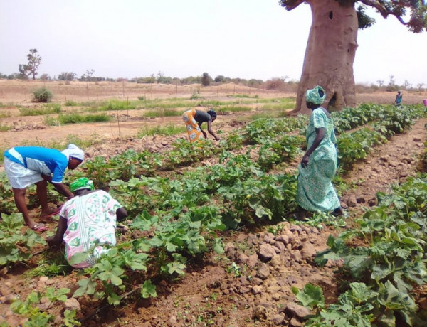 Fundación Diagrama desarrolla en Senegal un programa orientado a la formación agraria de mujeres campesinas. Internacional 2018.