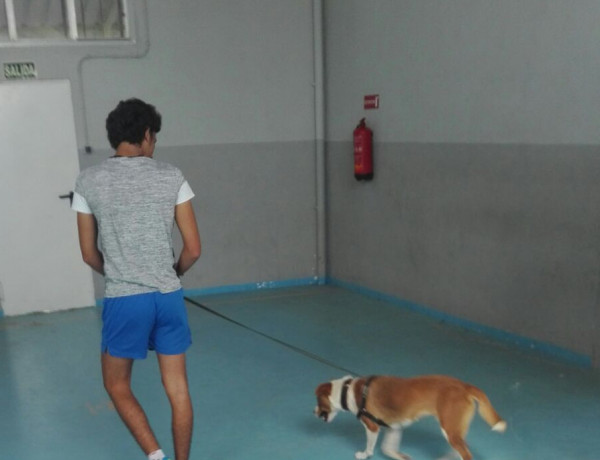 Programa de intervención psicológica asistida con animales con menores del centro 'Medina Azahara' de Córdoba. Fundación Diagrama 2017. 