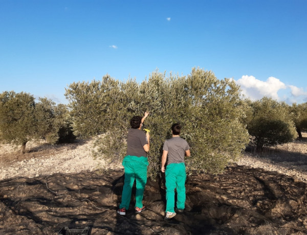 Tres jóvenes atendidos en la residencia ‘La Villa’ de Villena (Alicante) realizan labores agrícolas en el recurso