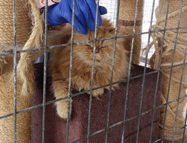 Voluntariado protectora Salva a un Podenco GC