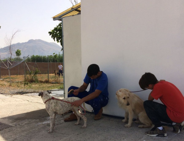 Actividad de voluntariado con la Sociedad Protectora de Animales y Plantas de Granada. Centro 'San Miguel'. Fundación Diagrama. 2017 