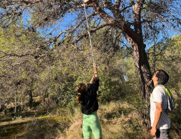 Una chica de Mas de la Pinaeta coloca una caja nido en un pino bajo la mirada de un técnico ambiental