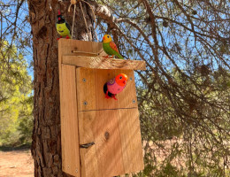 Una de las cajas nido situadas en el paraje