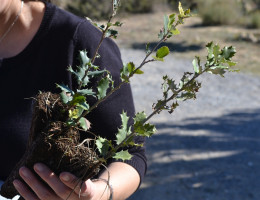 El centro ‘Levante’ de Alicante celebra el Día del Árbol con una jornada medioambiental