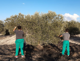 Dos jóvenes participan en la recogida de oliva gracias a un contrato laboral