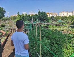 Un joven observa el huerto urbano