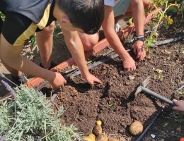 Dos chicos recogen patatas sembradas en el huerto