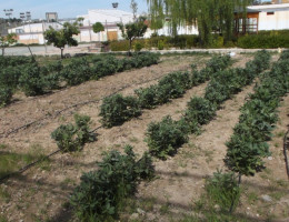 Menores del centro ‘Las Lagunillas’ de Jaén finalizan sendos cursos de empleabilidad y agricultura ecológica subvencionados por la Obra Social La Caixa