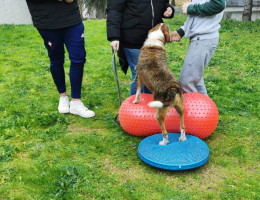 Los menores atendidos en el centro ‘Montefiz’ de Ourense realizan la última sesión del Programa de Terapia Asistida con Animales. Fundación Diagrama. Galicia 2020. 