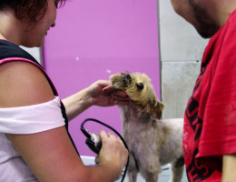 Menores del Programa ‘Labor’ de Castellón se forman en la atención y cuidado de animales de compañía