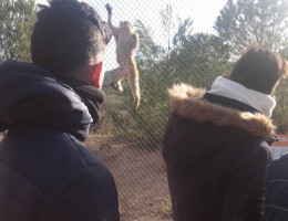 Los menores atendidos en ‘Els Reiets’ de Alicante visitan el centro de recuperación de animales exóticos AAP Primadomus