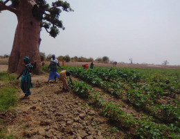 Fundación Diagrama desarrolla en Senegal un programa orientado a la formación agraria de mujeres campesinas. Internacional 2018. 