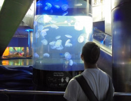 Los jóvenes atendidos en el centro ‘La Pobla’ de La Pobla de Vallbona visitan el Oceanográfico de Valencia. Fundación Diagrama 2017