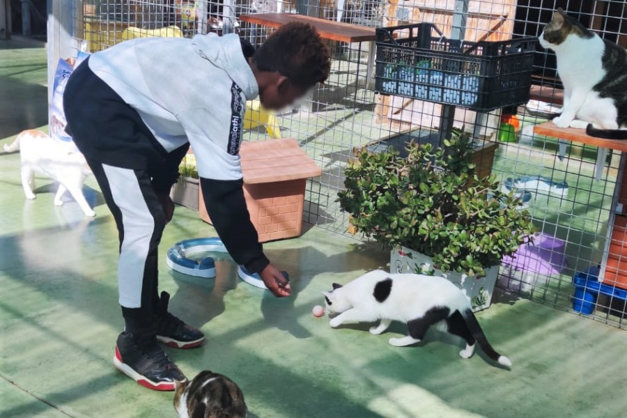 Un joven ayuda a alimentar a varios gatos