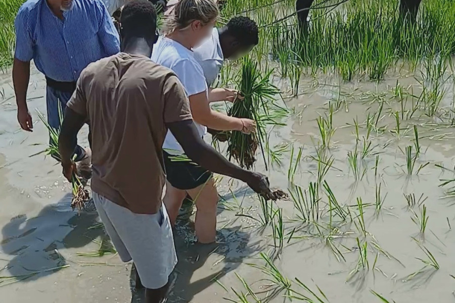 Personas usuarias del SPAAI 'La Foradada' asisten a la Fiesta de la Plantada del Arroz en el Delta del Ebro