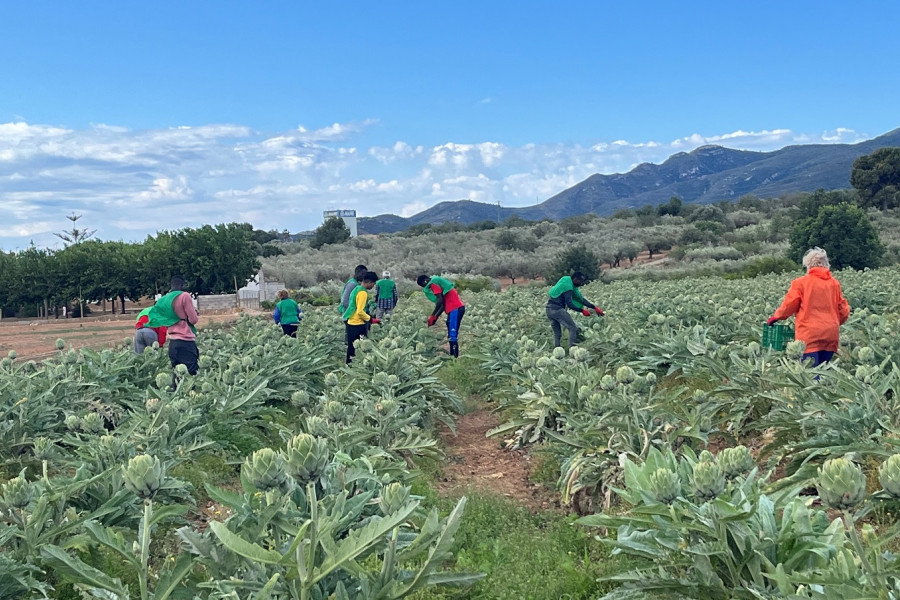 Los jóvenes colaboran en la recogida de alcachofas