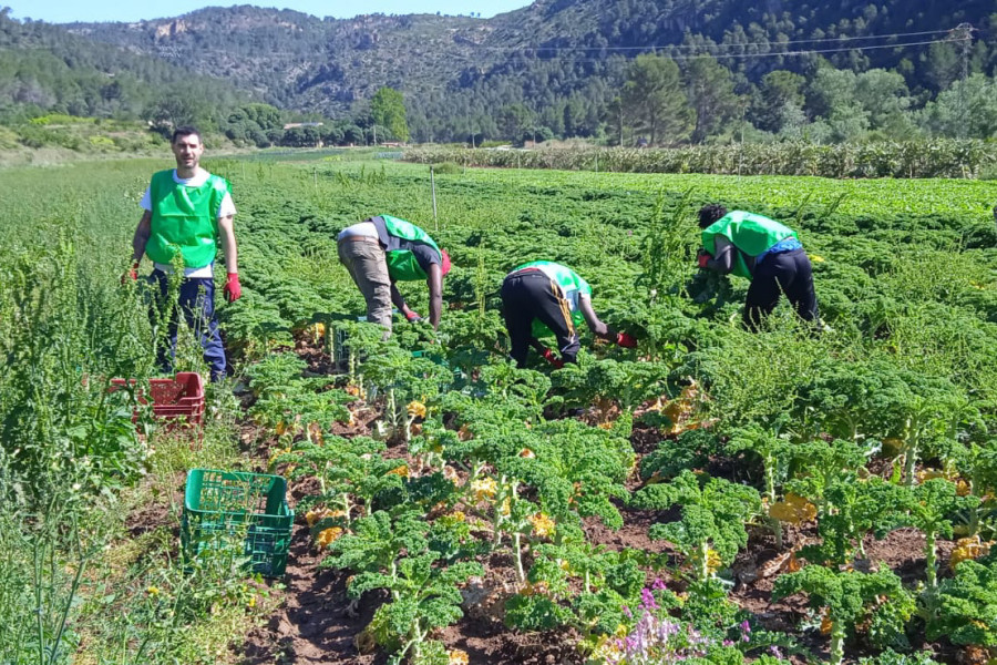 Un educador y tres jóvenes participan en la recolecta