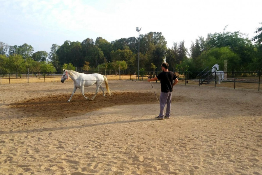Imagen del entrenamiento de un caballo en el centro equino