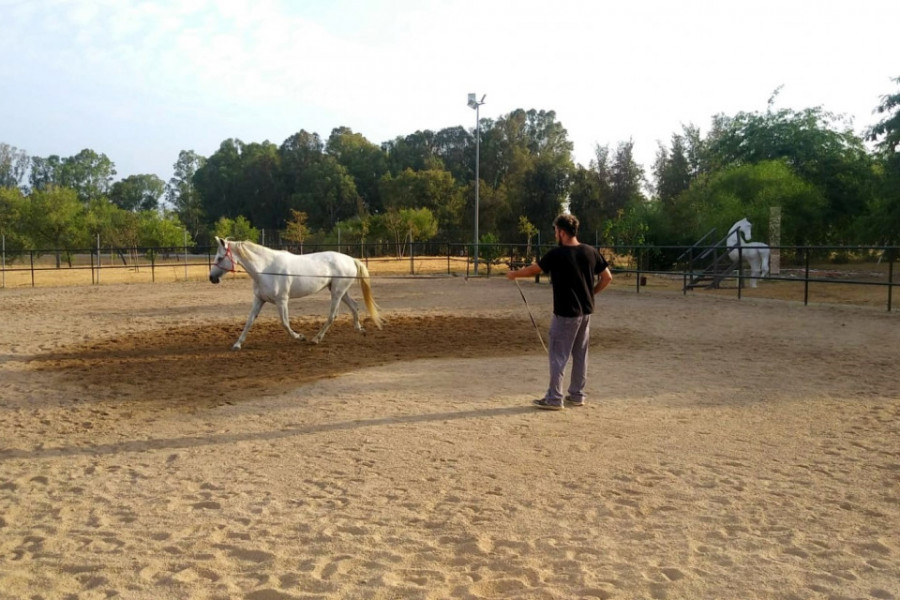 Imagen del entrenamiento de un caballo en el centro equino