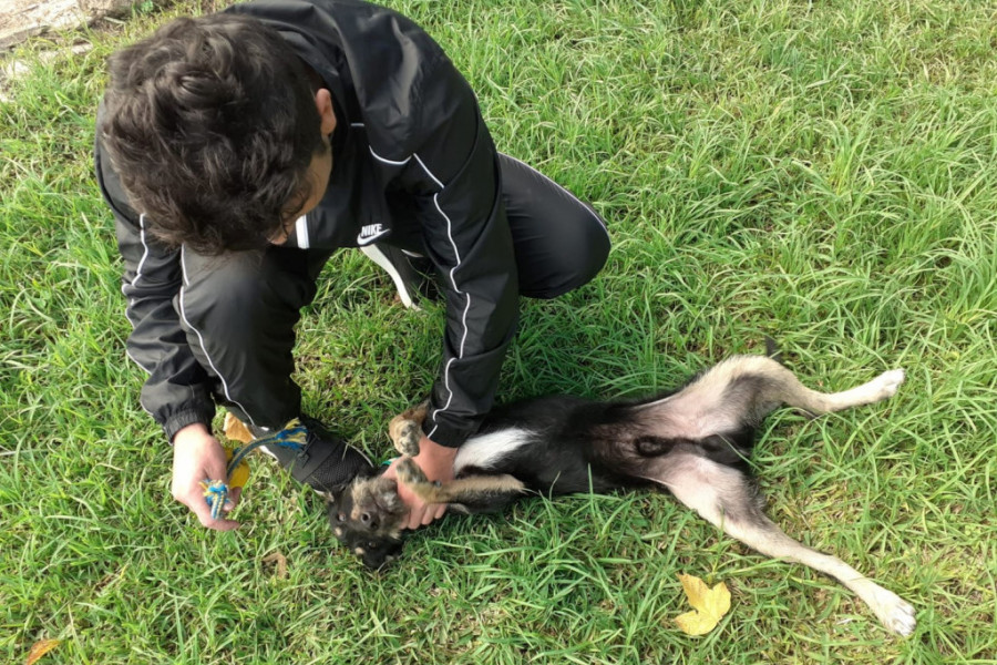 Un menor realiza un ejercicio de adiestramiento con un perro