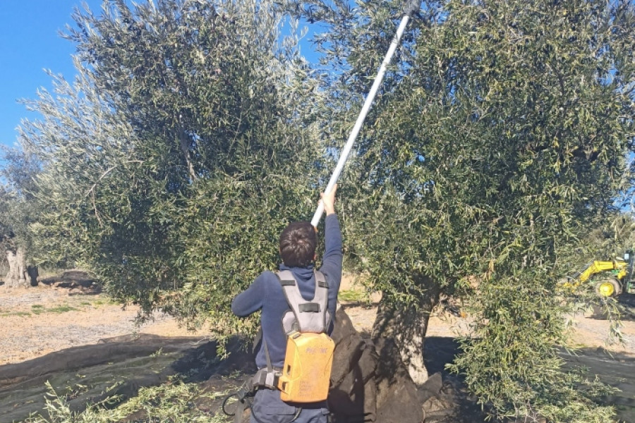 Una persona con equipo de trabajo, poda un olivo desde el suelo