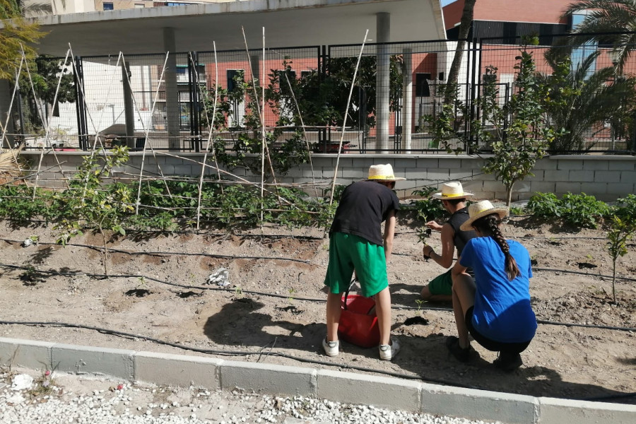 Tres jóvenes de Lucentum realizan la siembra en el huerto ecológico