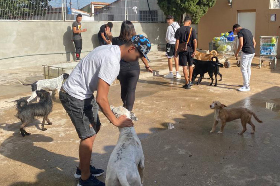 Un grupo de menores juega con los perros acogidos en el refugio