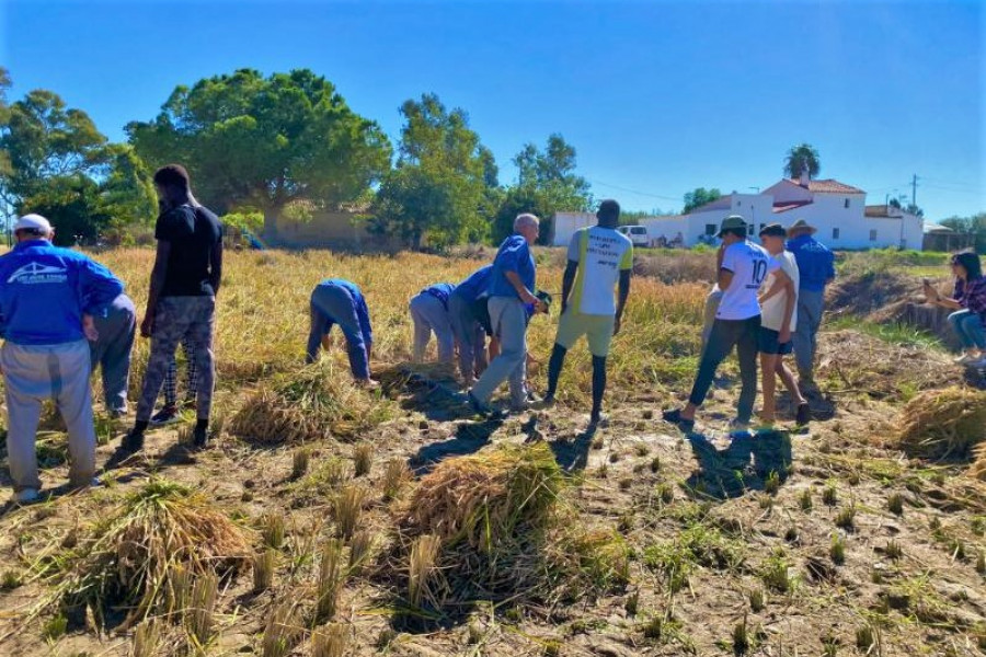 Un grupo de menores colabora en la siega del arroz con segadores de Sant Jaume d'Enveja