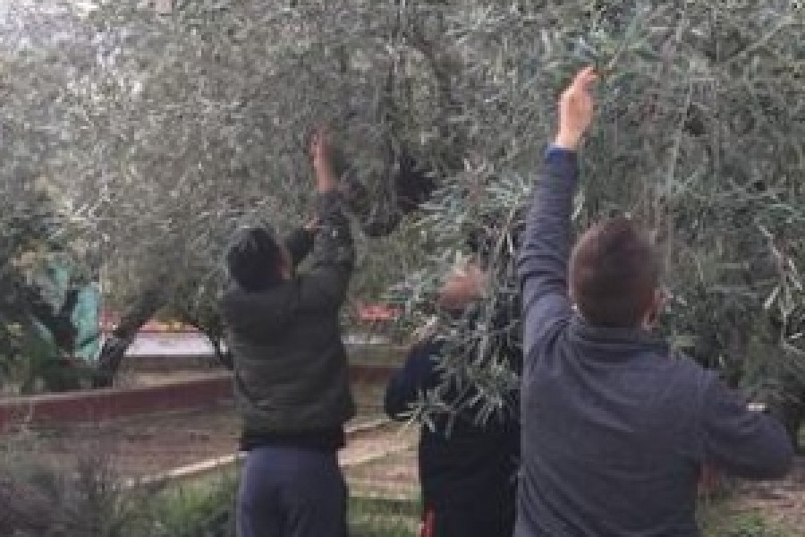 Los menores atendidos en ‘Anassim’ de Llanera de Ranes (Valencia) realizan un año más la tradicional recogida de aceitunas del centro. Fundación Diagrama. Comunidad Valenciana 2019.