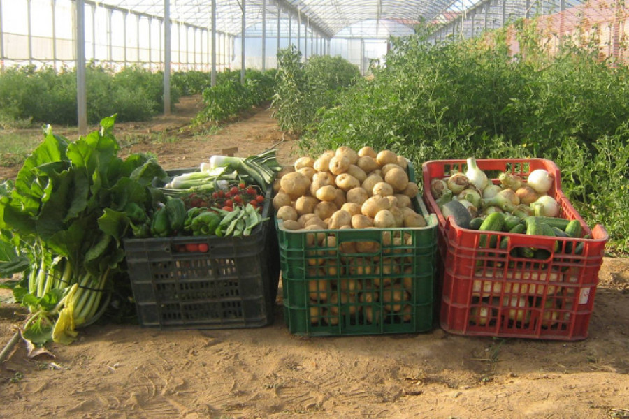 Los jóvenes atendidos en el centro ‘La Cañada’ de Fernán Caballero (Ciudad Real) finalizan con éxito un curso de producción hortícola. Fundación Diagrama. Castilla-La Mancha 2020. 