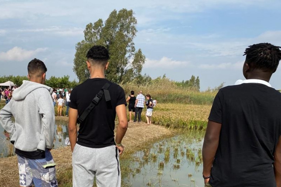 Los jóvenes atendidos en el Servicio de Primera Acogida 'Montsià' de Amposta (Tarragona) asisten a la fiesta de la sega del arroz en el Parque Natural del Delta del Ebro