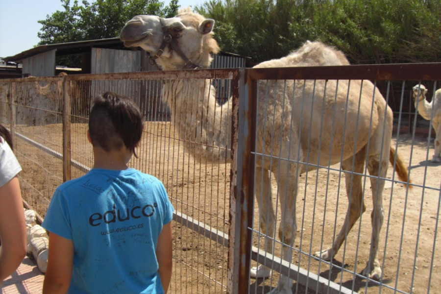 Los jóvenes del centro ‘Anassim’ de Llanera de Ranes (Valencia) conocen la labor que se lleva a cabo en una granja. Fundación Diagrama. Comunidad Valenciana 2018.